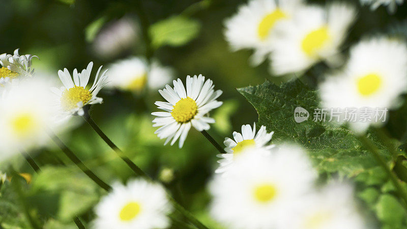 雏菊花