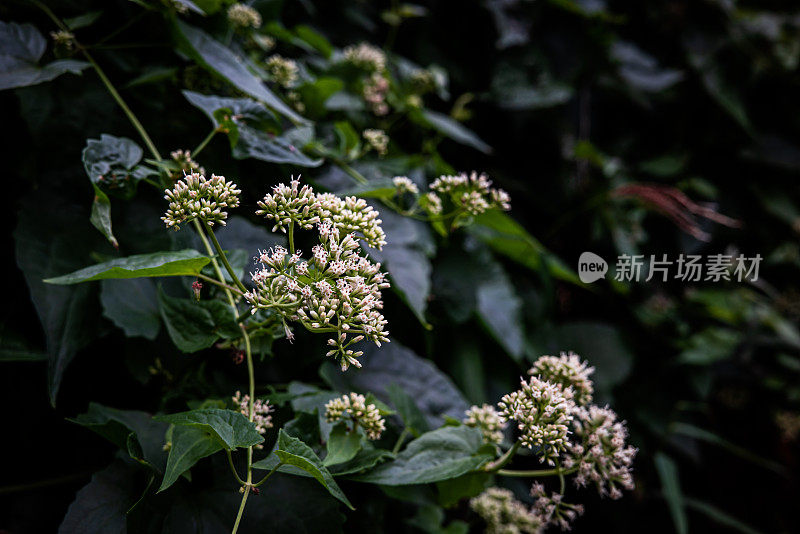 美丽的花丛背景