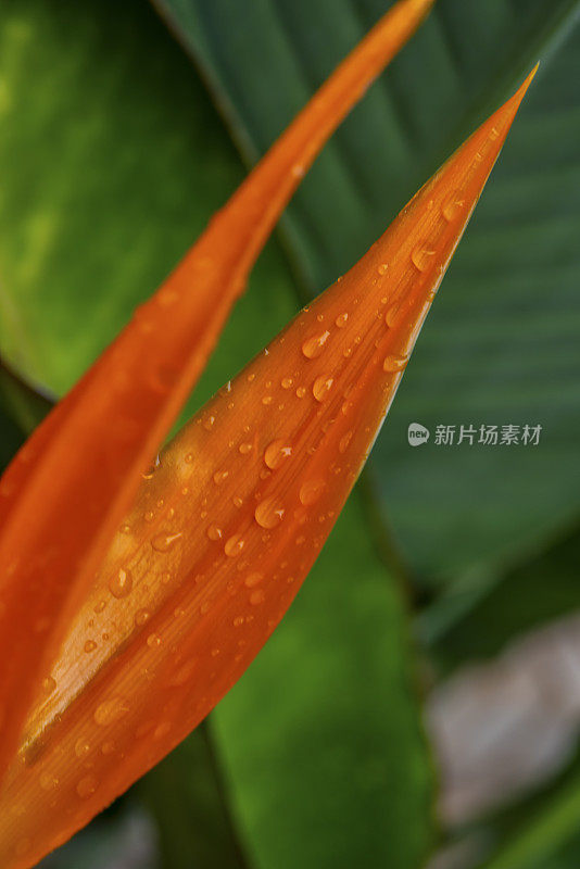 天堂鸟雨后花。