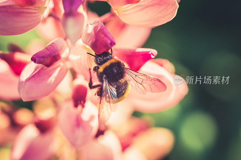蜜蜂在花园里采集花蜜