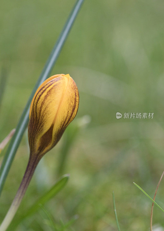 番红花，菊花，多萝西在春天开花