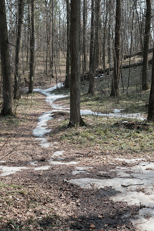 初春，松林中的小径被融化的积雪覆盖着