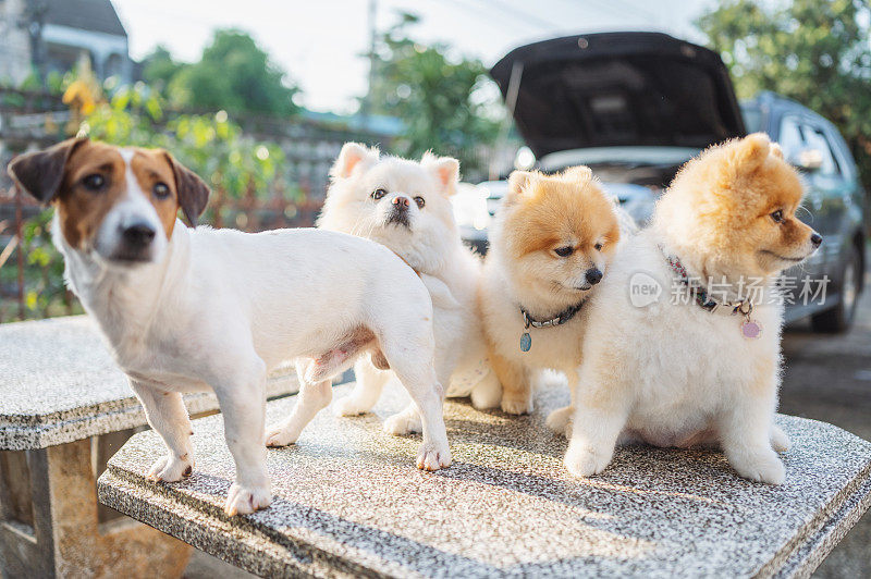 可爱的白色博美犬幼犬斯帕斯狗放松在夏天