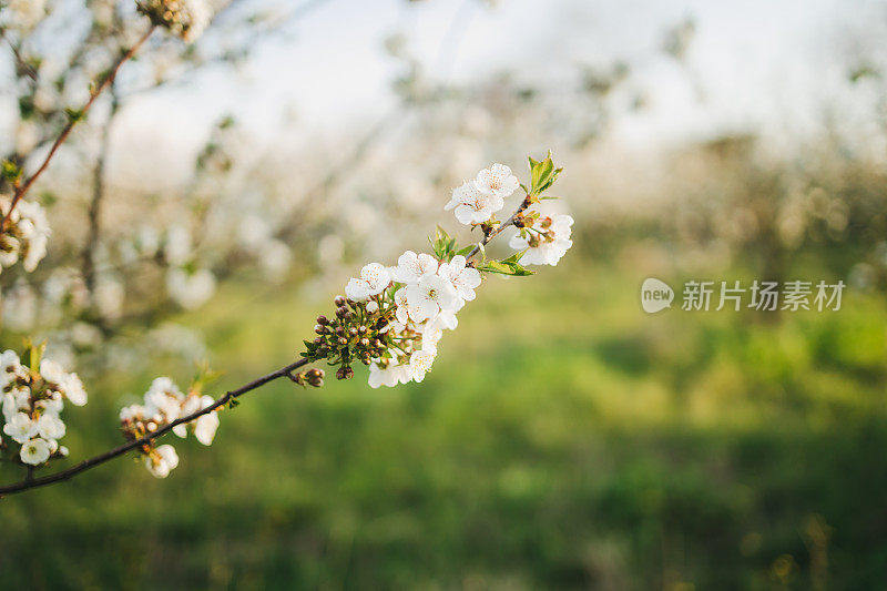 近距离的树上绽放着花朵