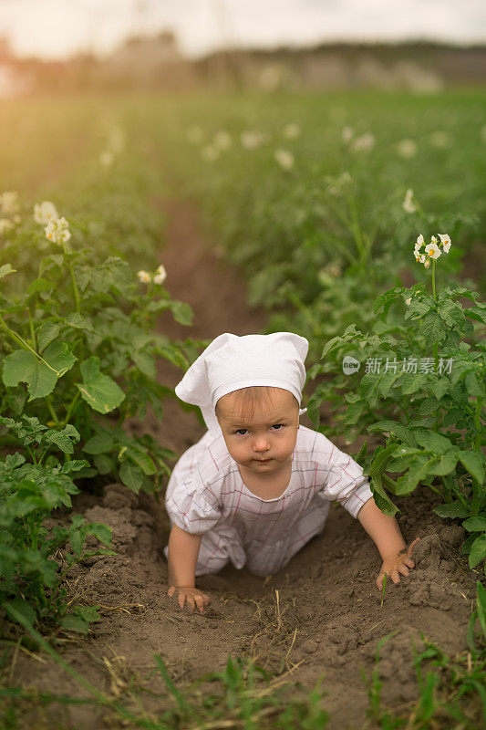 一个光着脚的小女孩在一排排盛开的土豆中间爬着。马铃薯幼苗在土壤中生长。花园里的土豆正值开花盛期。在农村度过的童年。