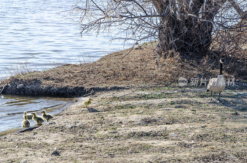 Wascana湖边的鹅和小鸡