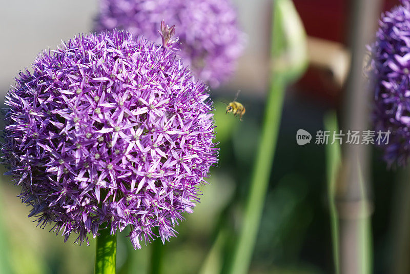 蜜蜂在葱属植物上授粉