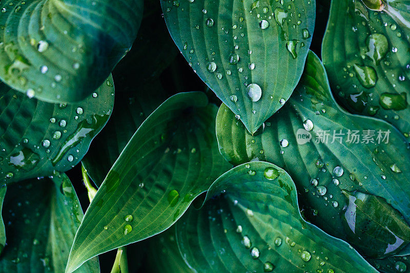 翠绿的玉簪叶上满是雨滴