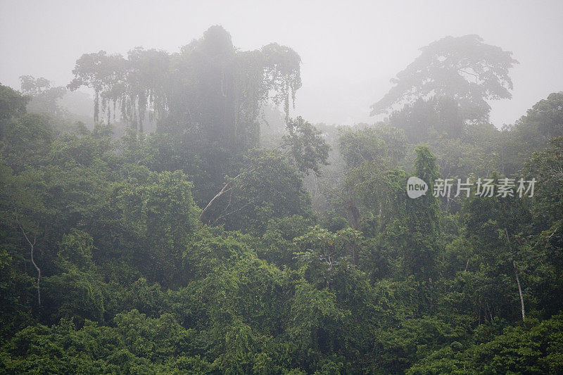 位于南美洲厄瓜多尔东南部的帕斯萨河附近的雨林