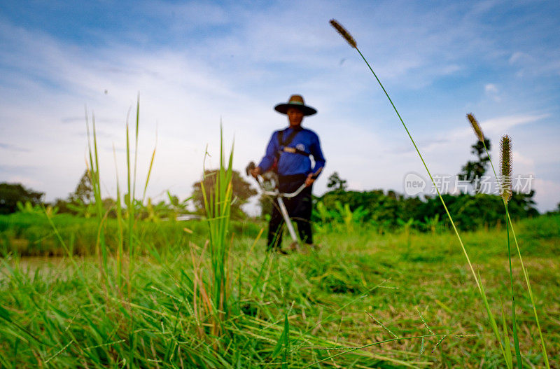 草地上的花模糊了男人肩上的割草机。亚洲人用割草机割草。园林养护和维护。园林绿化服务。割青草和杂草给牲畜吃。
