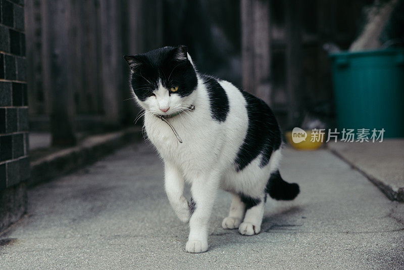 猫抬起它的前腿