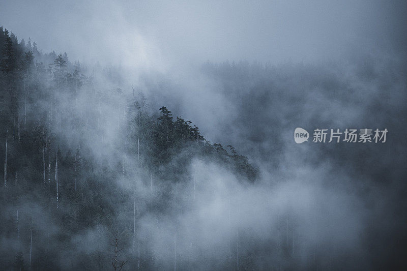 温哥华岛的雾雨林