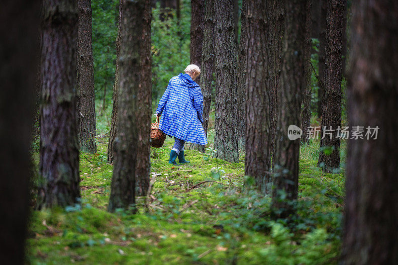 在波兰的森林里，一个穿着雨衣的妇女提着篮子在寻找蘑菇