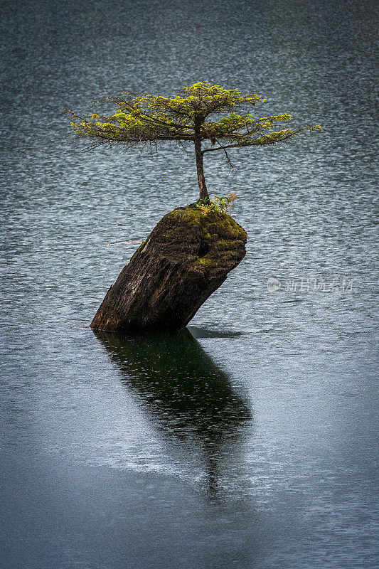 仙女湖树