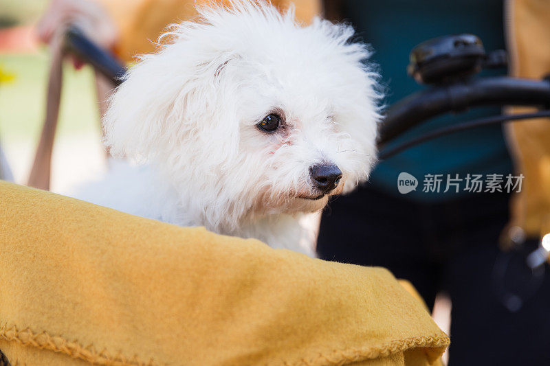 毛绒绒的白色狗，盖着毯子在自行车篮子里旅行