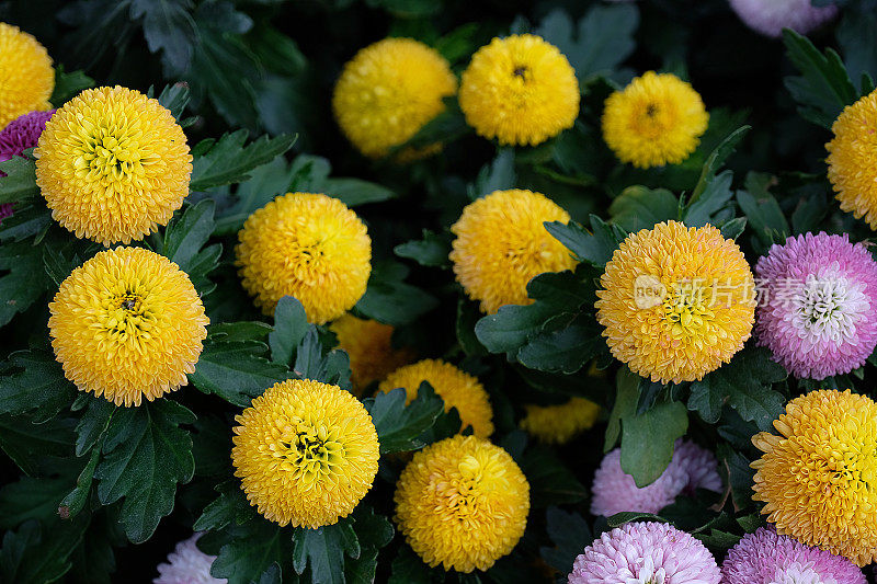 五颜六色的菊花背景