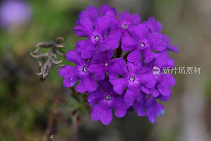深紫色的马鞭草花