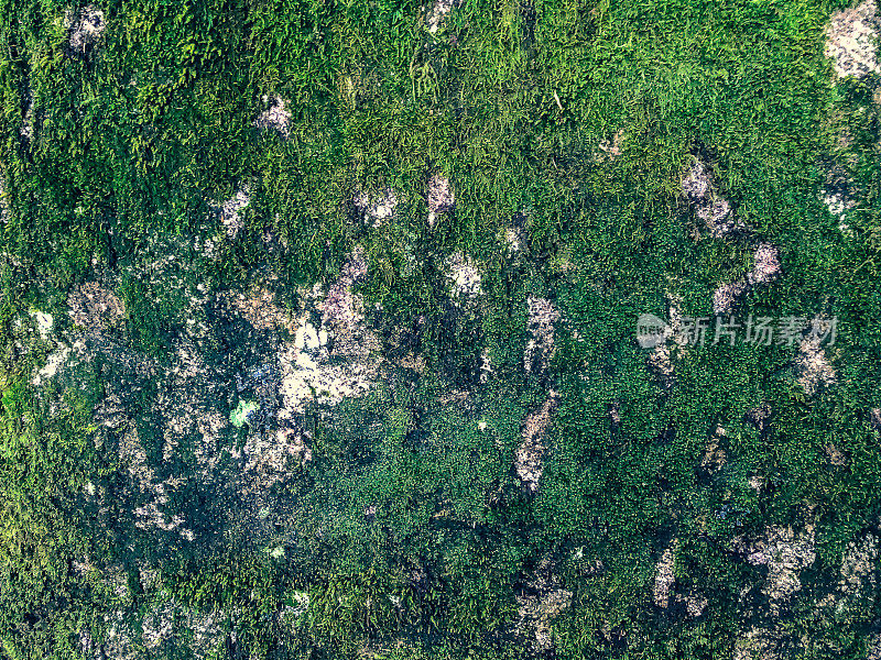 潮湿的石头纹理长满了苔藓。