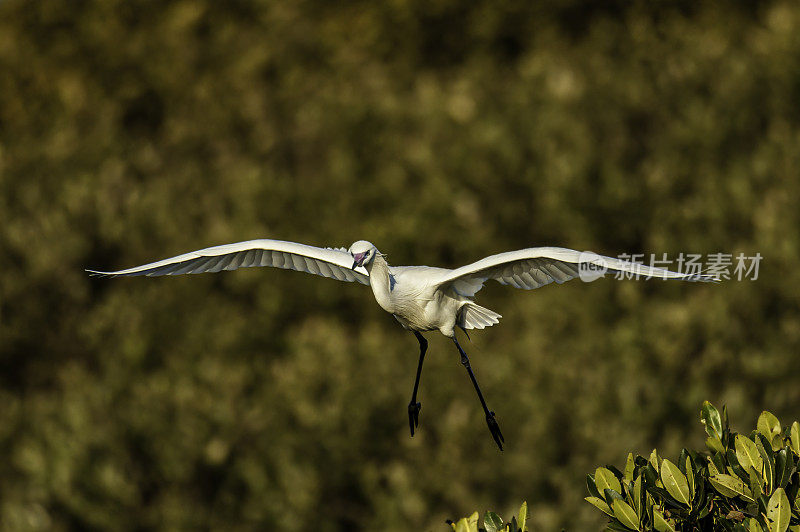 红白鹭的白色形态，白鹭，奥杜邦阿拉菲亚海岸鸟类保护区;鸟岛;希尔斯堡惨案湾;坦帕湾;佛罗里达
