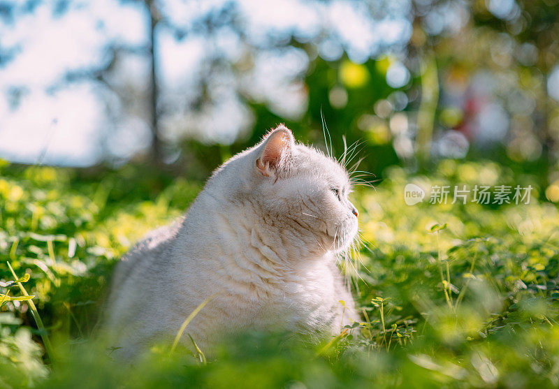 英国短毛猫躺在绿草地上