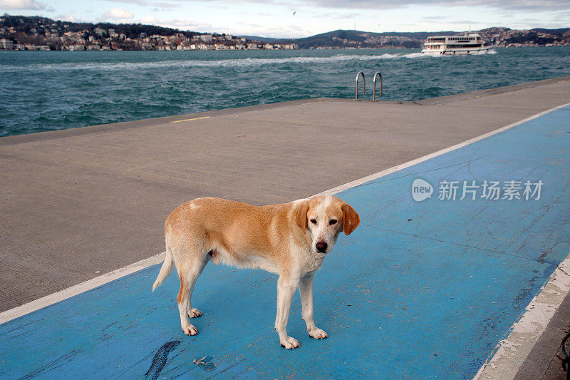 海边的流浪狗