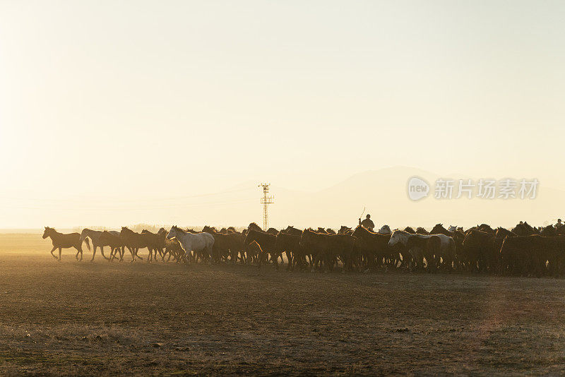 野马群和牧马人的背景