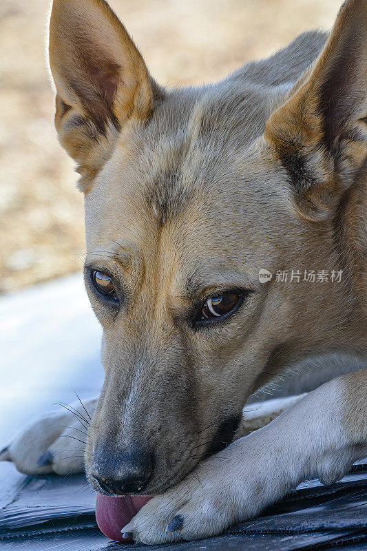 野狗(犬类狼疮野狗)