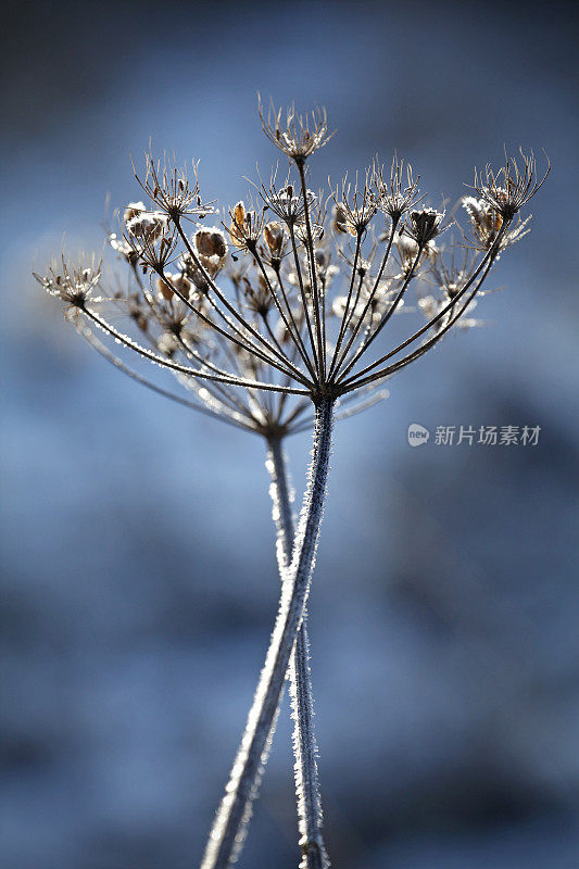 冰冻野胡萝卜花头