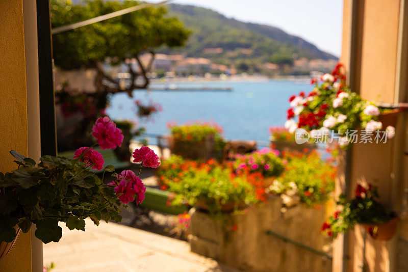 花在前景与海岸线和海模糊的背景，厄尔巴岛，意大利。