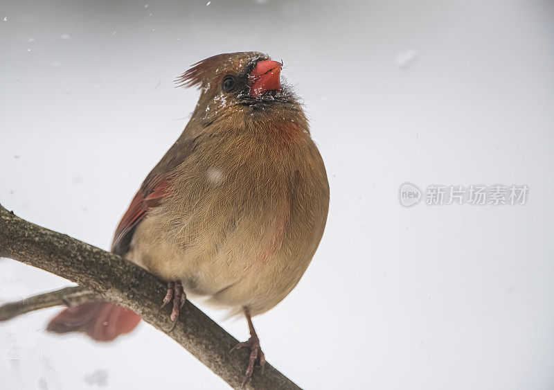 红衣主教在暴风雪