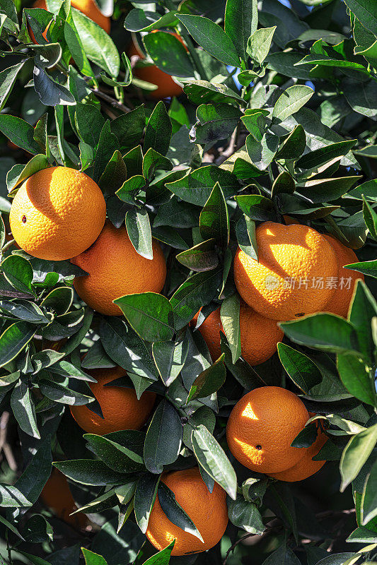 树上挂满了新鲜的橘子