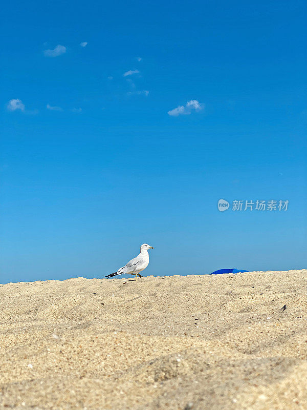 海滩上的海鸥