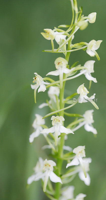 大蝴蝶兰(绿花蕨)