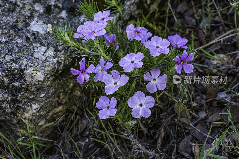 白花夹竹桃是夹竹桃的一种，叫做福禄考。位于加州内华达山脉的约塞米蒂国家公园。花荵科。