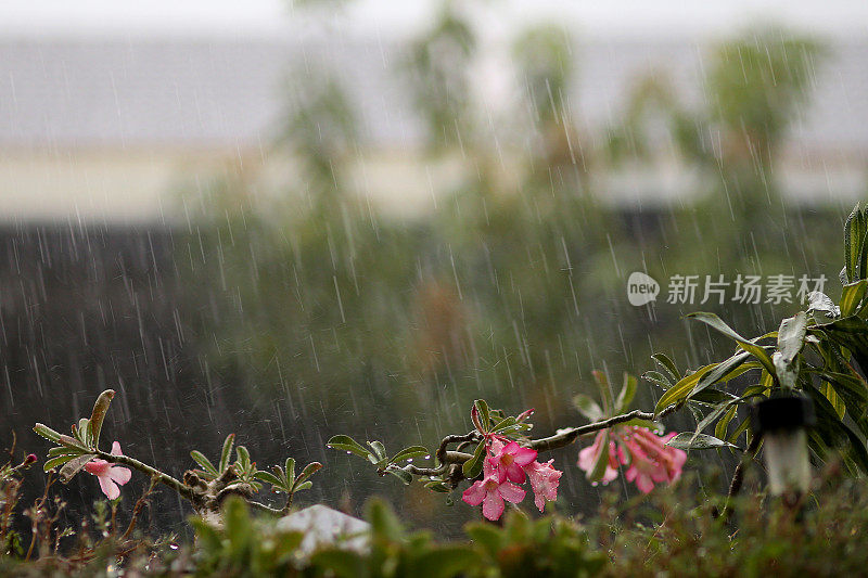 雨，雨，走开