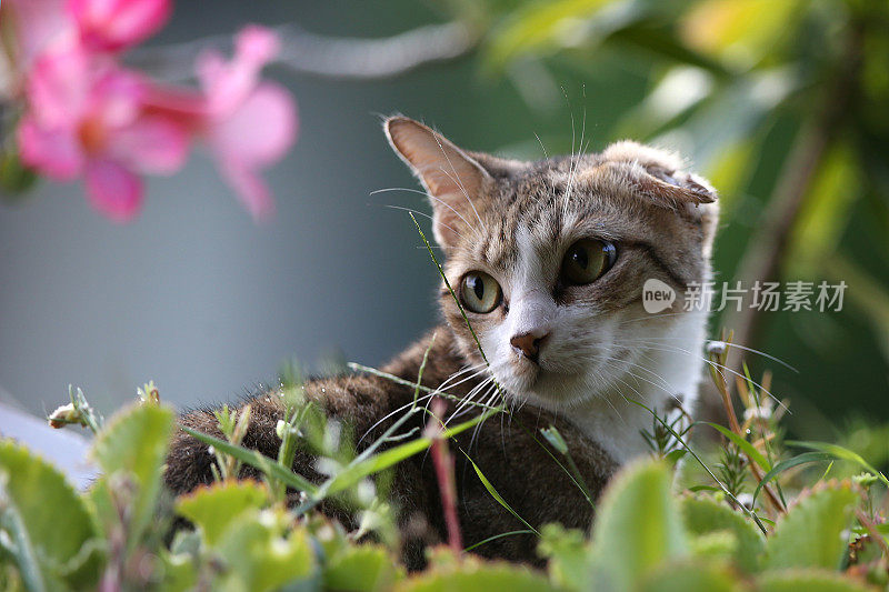 一只猫在公园里闲逛