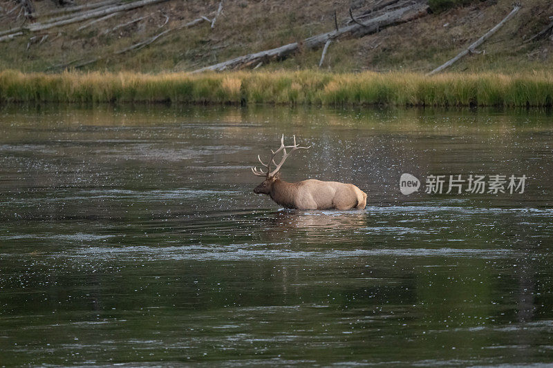 大公麋鹿在发情季节涉水过河，寻找他的牛群