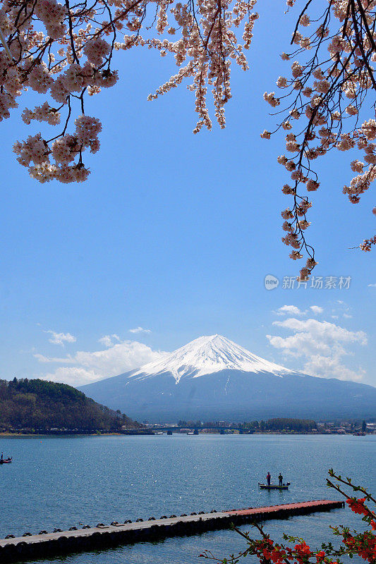 从川口湖岸边看富士山和樱花