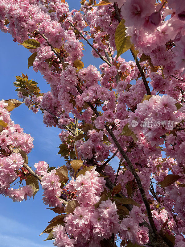 图片的樱花(prunus)树枝充满粉红色的春天的花和芽，清澈的蓝天背景