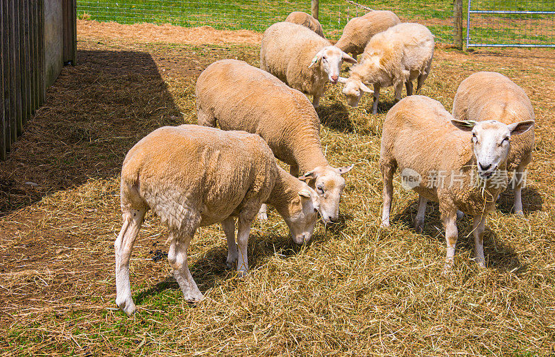 农家院子里的羊