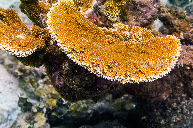 充满活力的水下珊瑚和海洋生物在海洋，加勒比海咸水海底的海洋生物