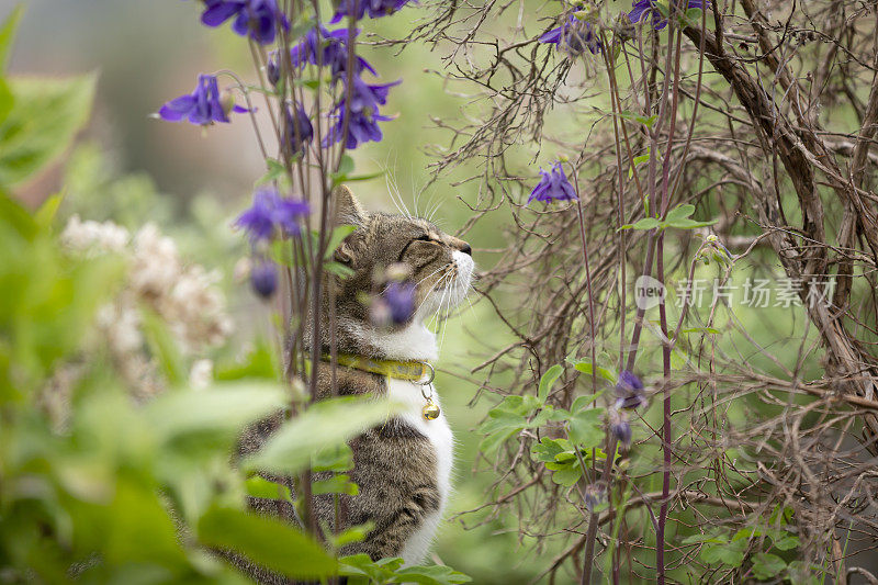 可爱的小花猫在花园里玩