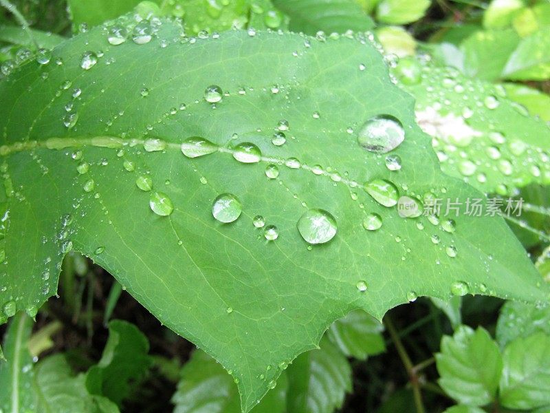 7月。雨天。滴在叶子上。