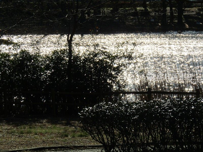 日本。二月里的好天气。公园里的池塘。