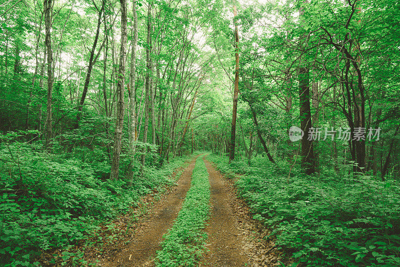 绿色落叶林中的一条长长的小路