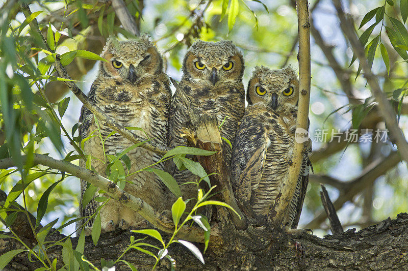 三只野生大角猫头鹰雏鸟排成一排利特顿科罗拉多柳树