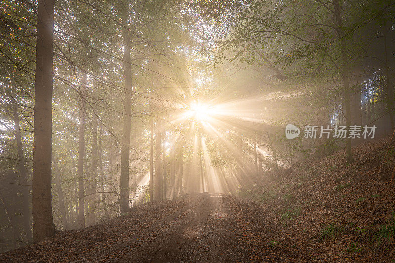 在雾蒙蒙的秋日，太阳穿过树梢照射进森林，像迪斯科球一样散射光线