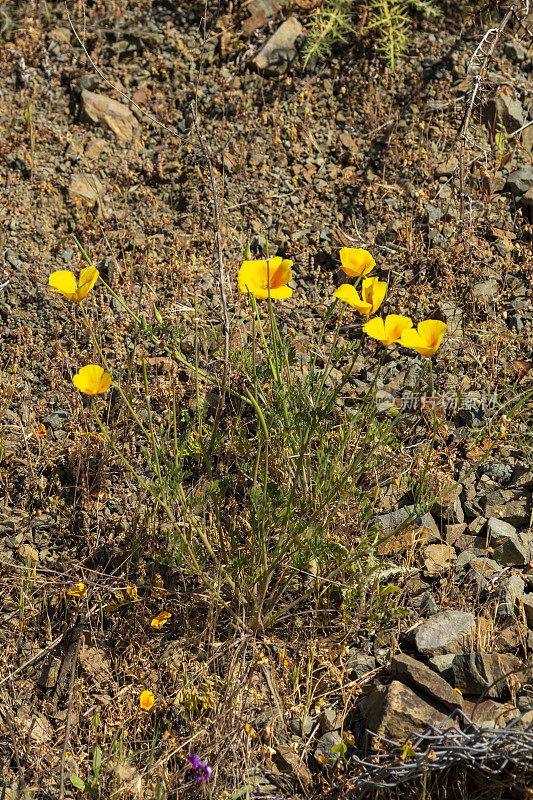 单株加利福尼亚罂粟，有几朵黄色的花，生长在干旱的石坡上