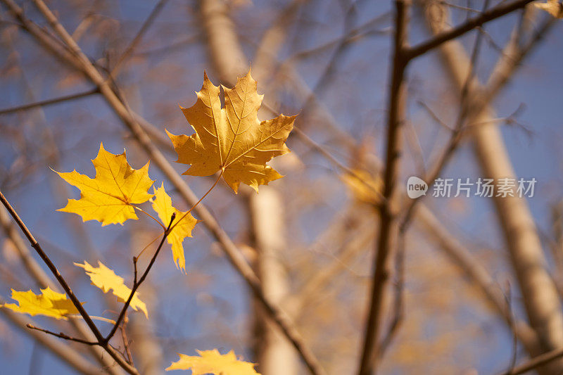 多云的天空映衬着枫叶的树枝。在户外。彩色的秋叶背景图像是季节性使用的理想选择。