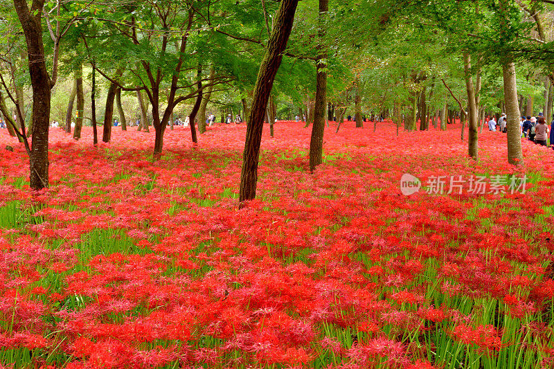 蜘蛛百合花，拍摄于埼玉县金轮田